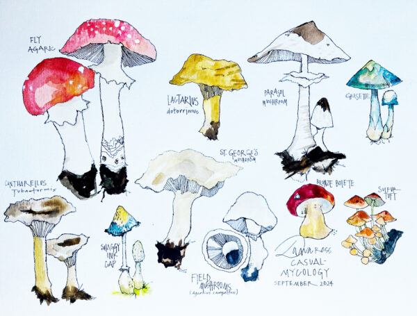 Casual Mycology - Dana Ross