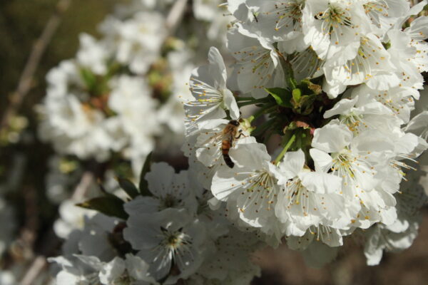 Bee on Cherry Blossoms 7 - James Raine