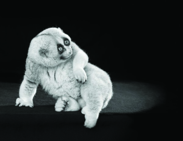 Slow Loris (Nycticebus) - Lennette Newell